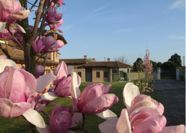 Giardino con magnolie