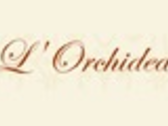 Orchidea